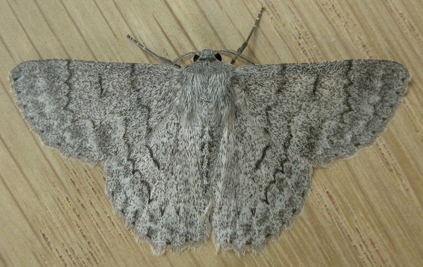 Crypsiphona (Crypsiphona)