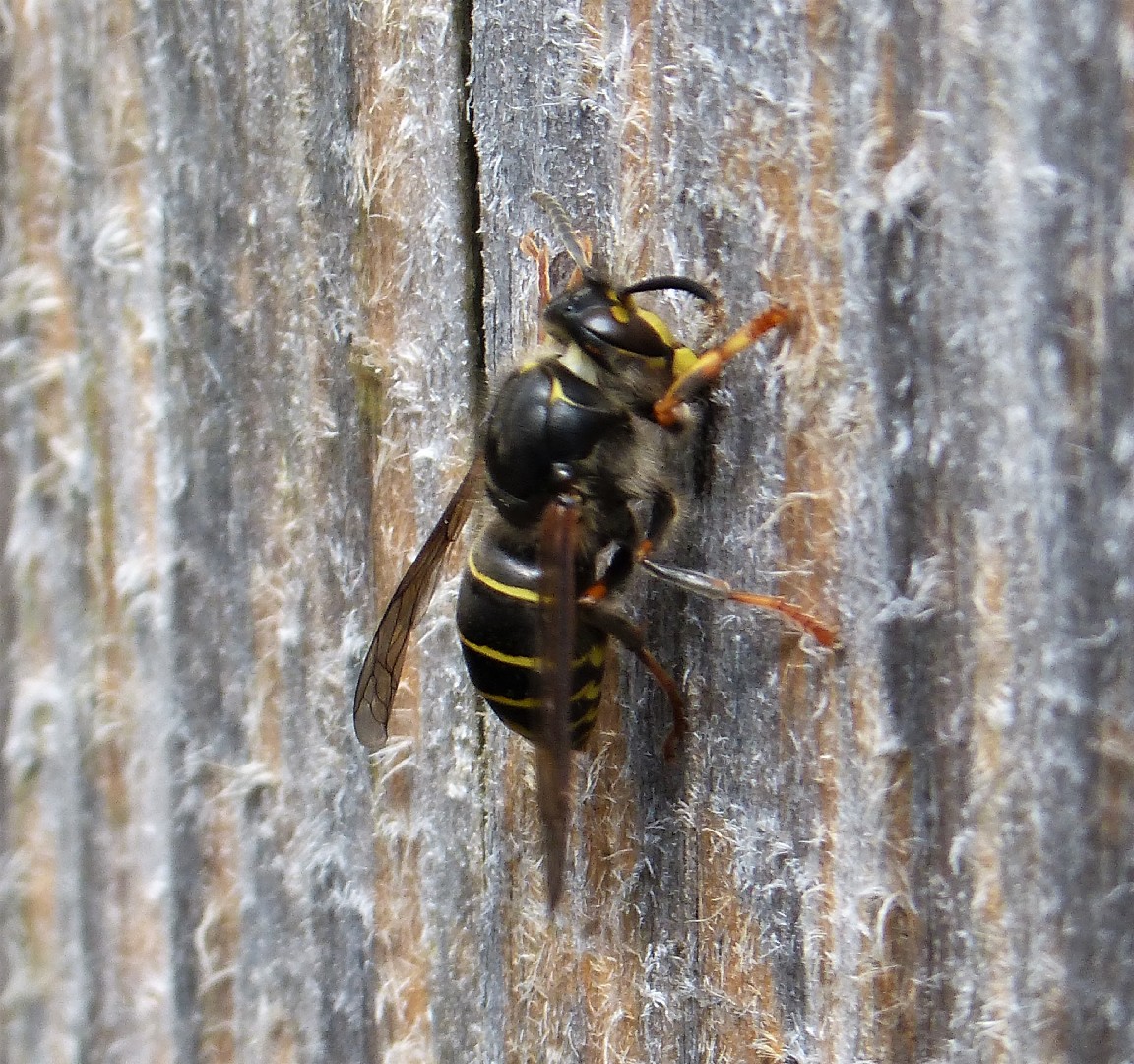 Оса средняя (Dolichovespula media) - Picture Insect