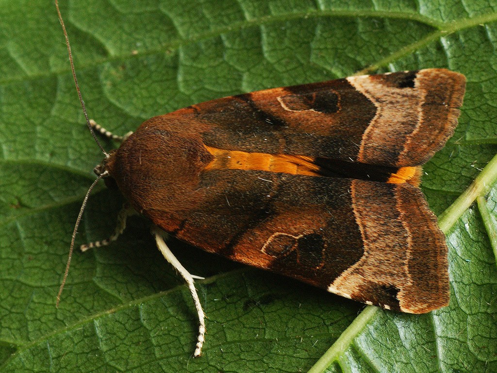 Yellow underwings (Noctua)