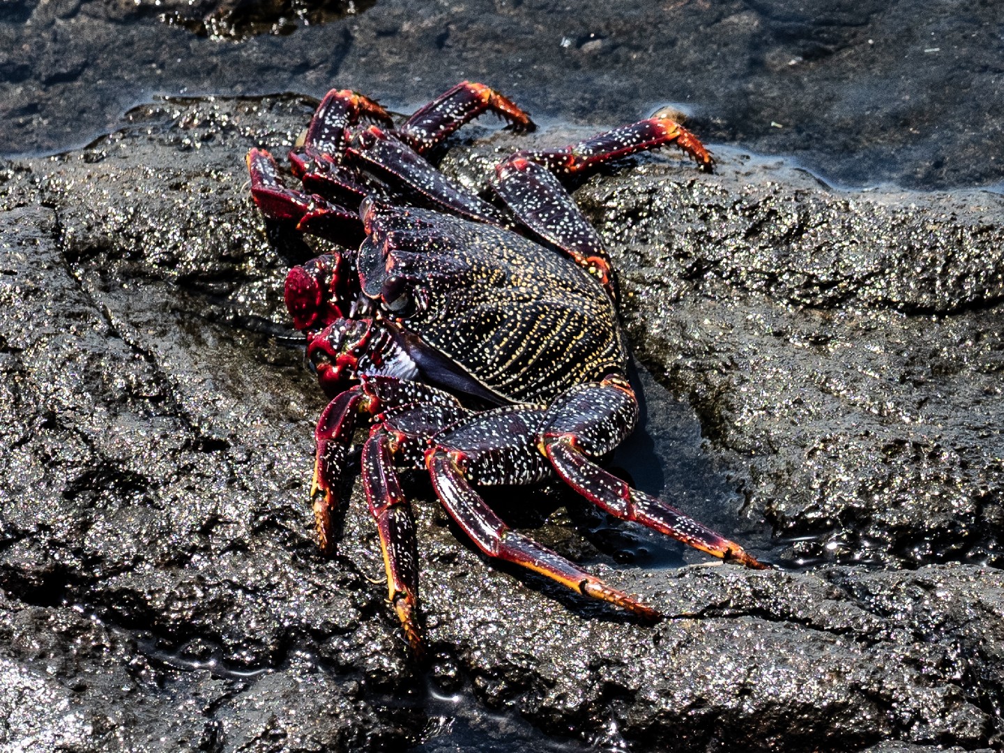 Red rock crab