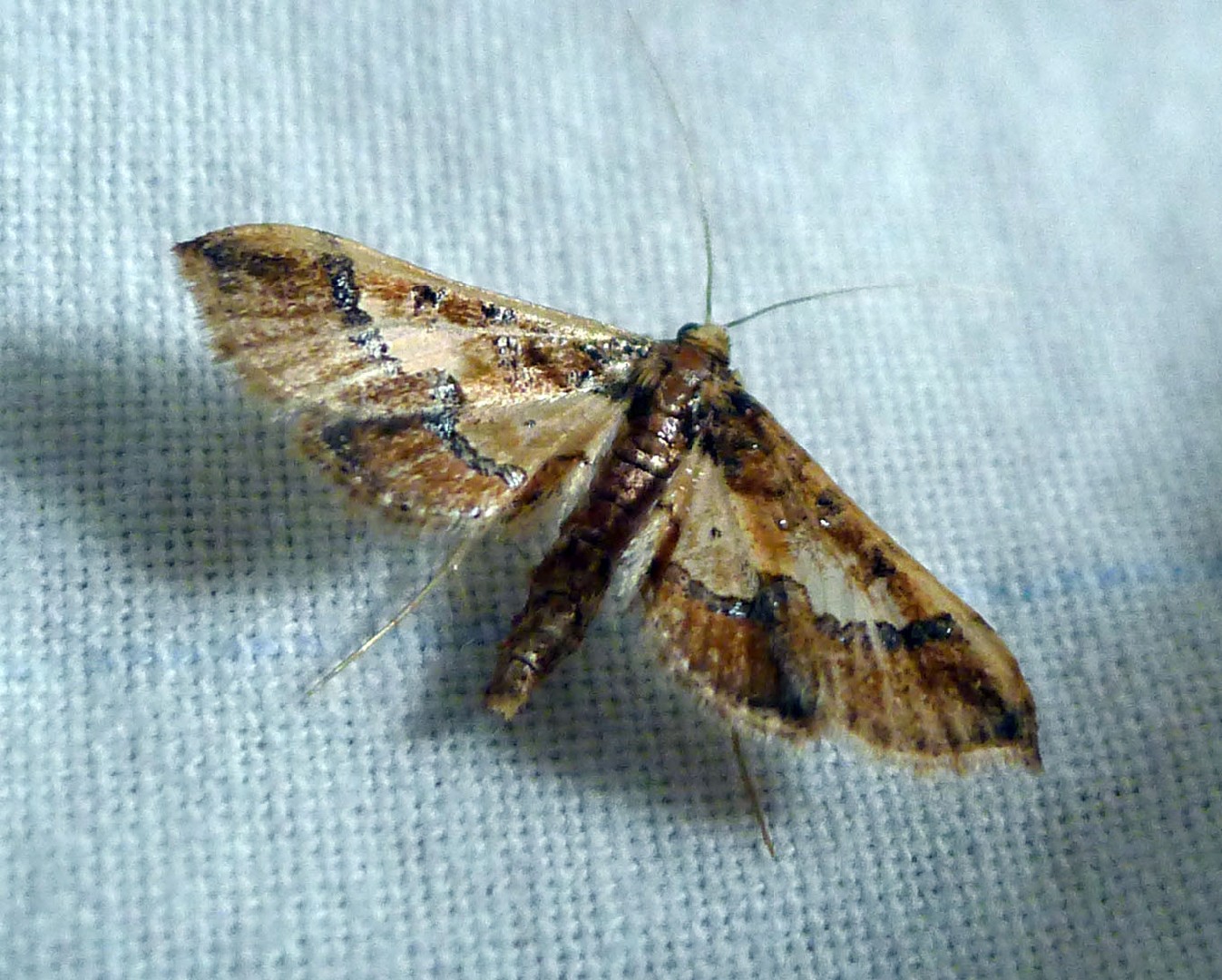 Ornate hydriris