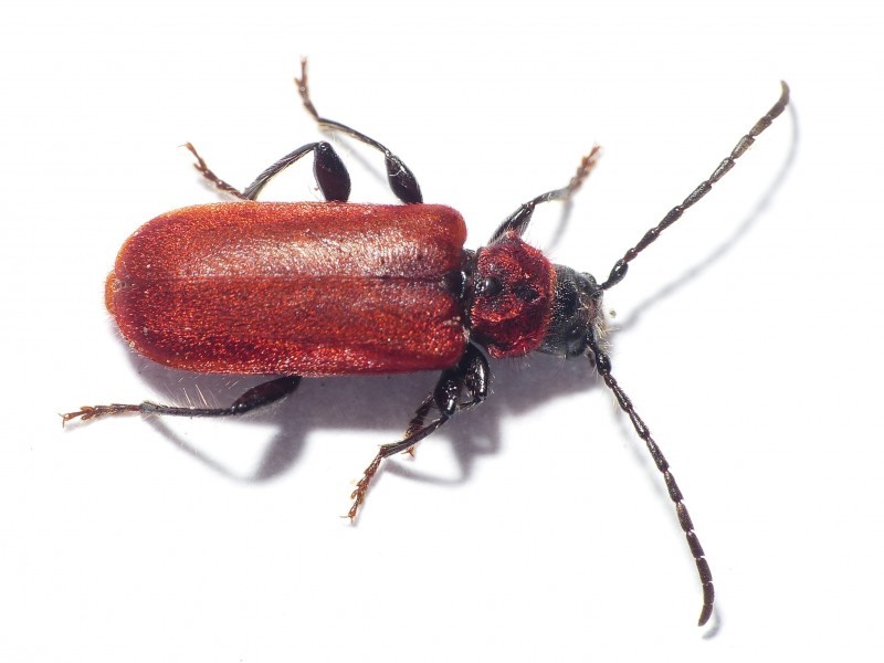 Pyrrhidium (Pyrrhidium)