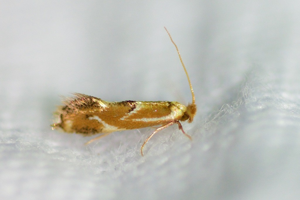 Philonome (Philonome)