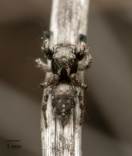 Habronattus (Habronattus)