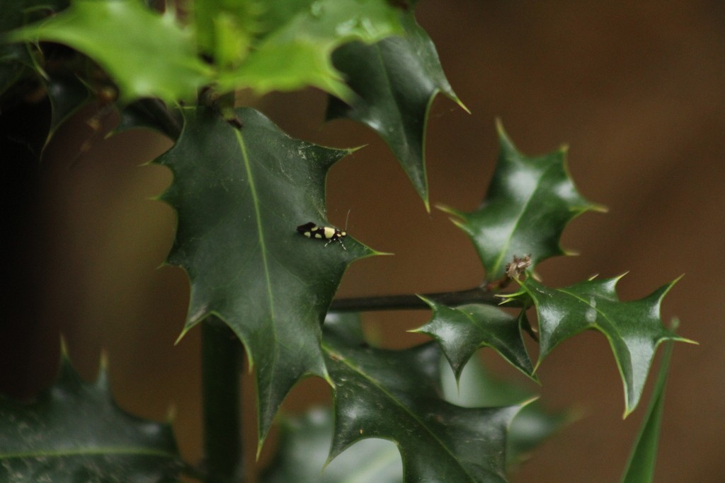 Eratophyes (Eratophyes)