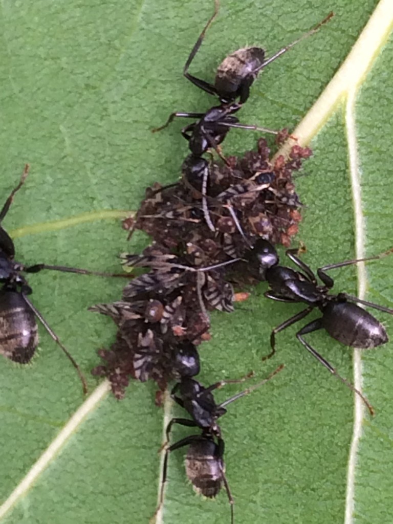 Chaitophorus (Chaitophorus)