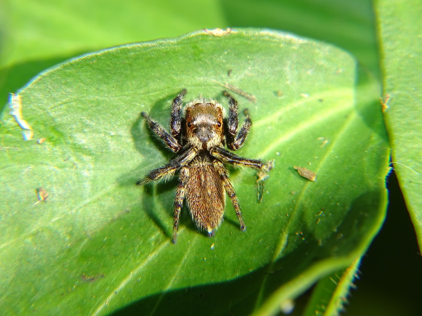 Hypoblemum (Hypoblemum)