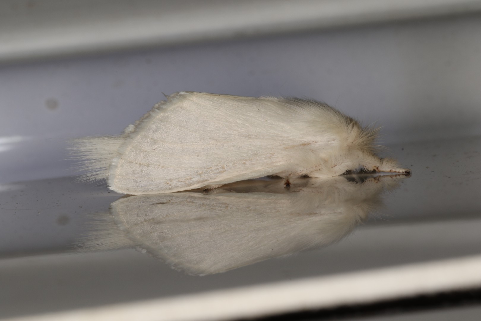 Trichiocercus (Trichiocercus)