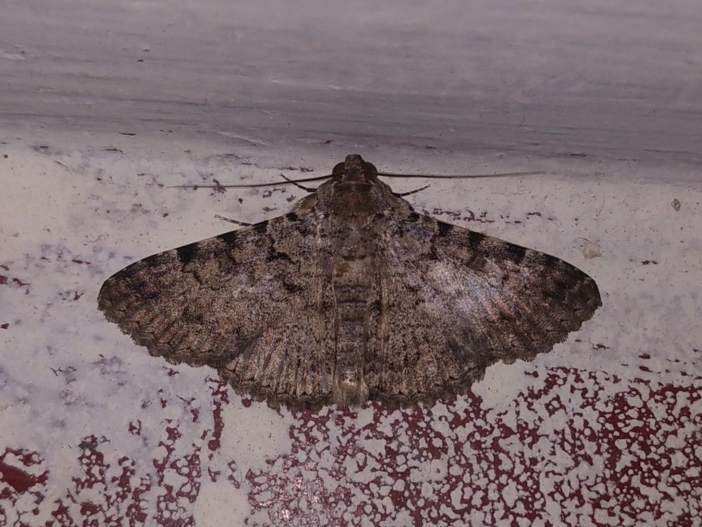 Polydesma (Polydesma)