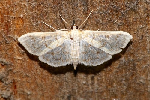 Herpetogramma abdominalis (Herpetogramma abdominalis) Picture Insect