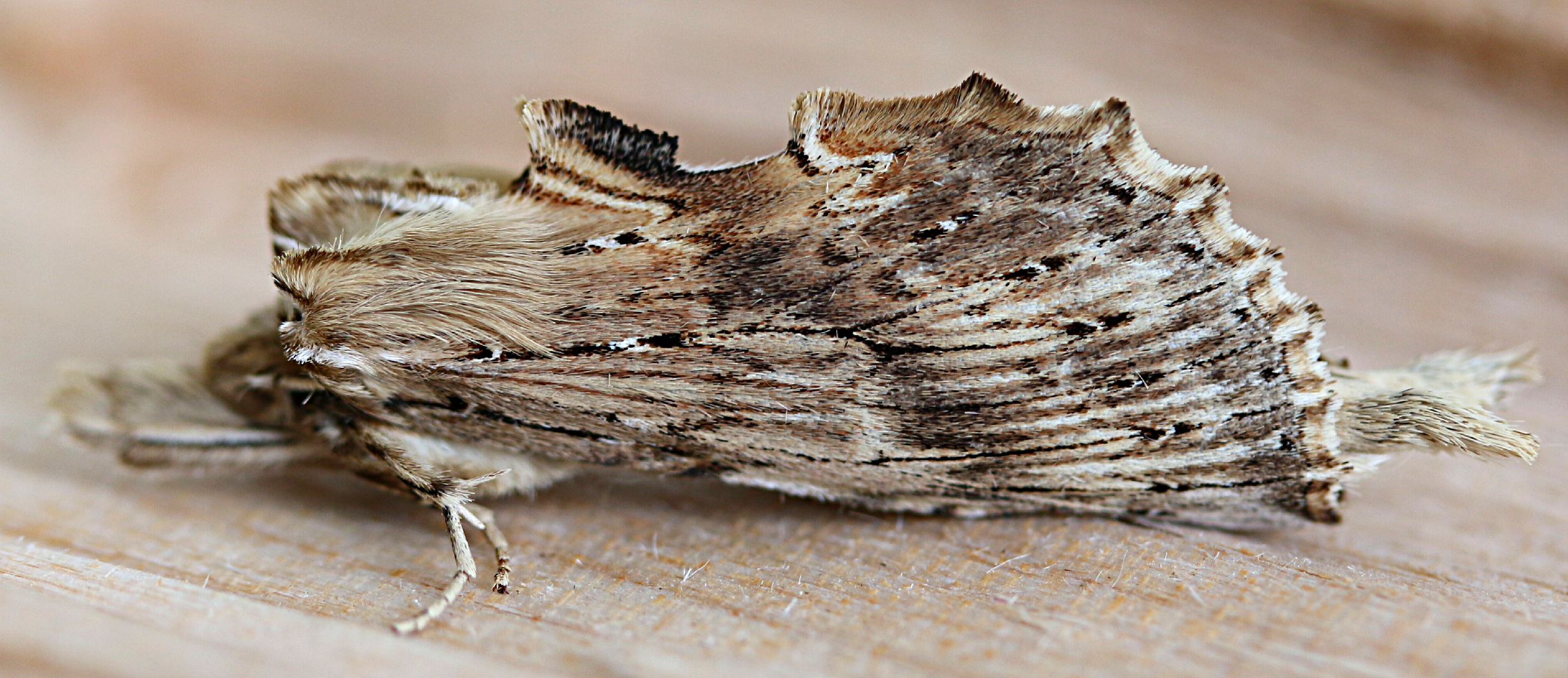 Pterostoma (Pterostoma)