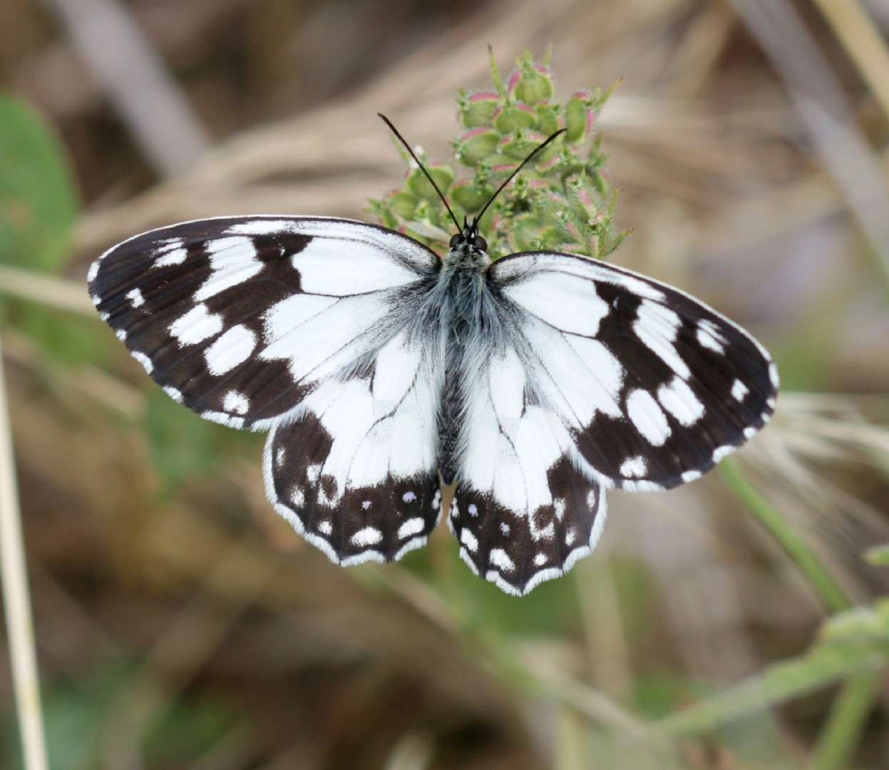 Iberian marbled white