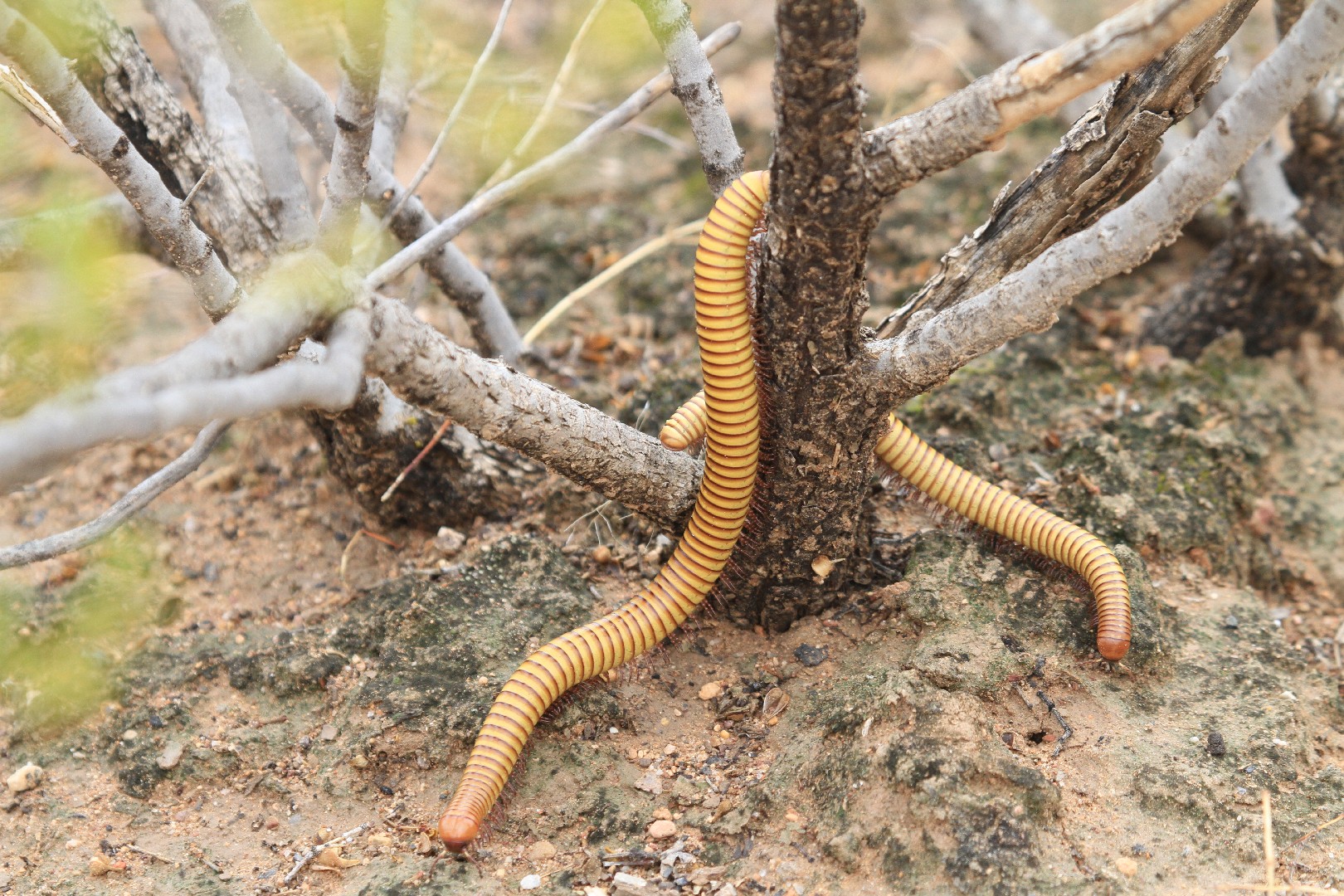 Orthoporus ornatus (Orthoporus ornatus) - Picture Insect