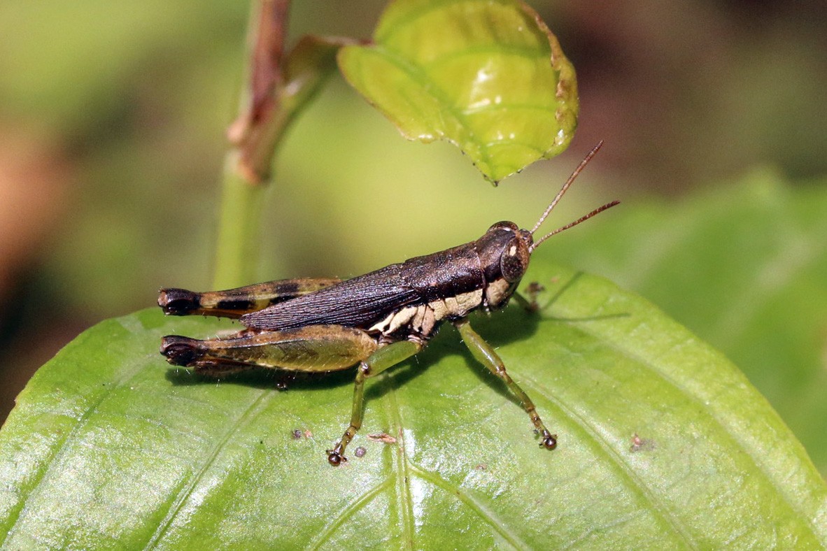 Short-winged rice grasshopper