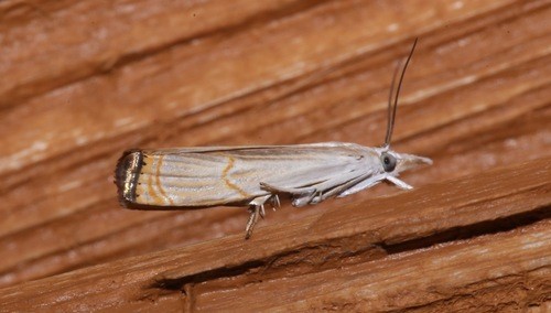 Parapediasia (Parapediasia)