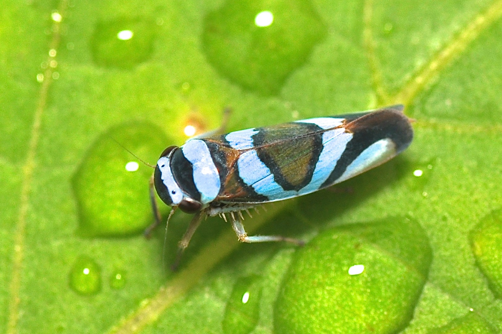 Macugonalia (Macugonalia)