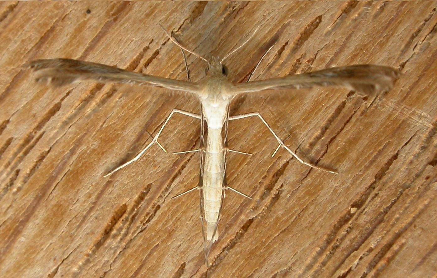 Megalorhipida (Megalorhipida)