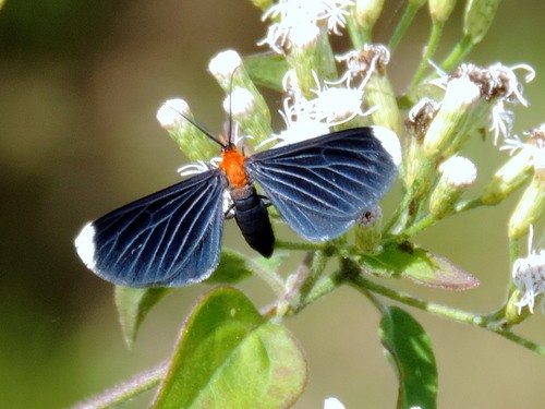 Melanchroia (Melanchroia)