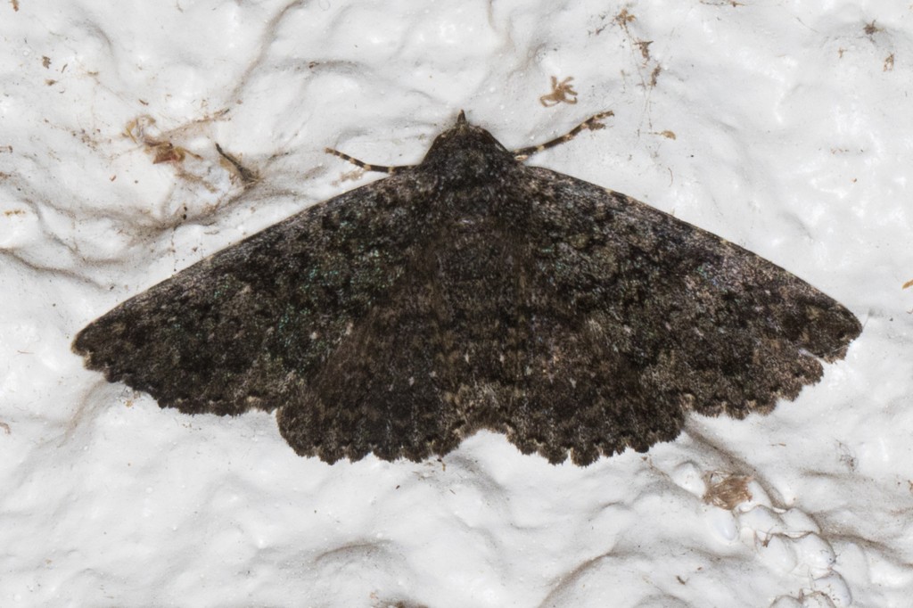 Matigramma (Matigramma)