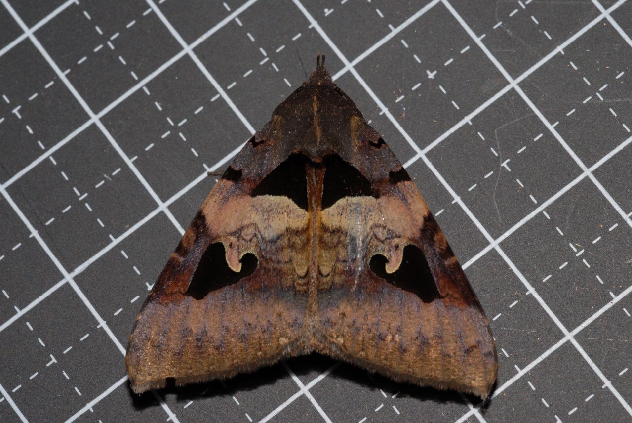 Avatha chinensis (Avatha chinensis) Picture Insect