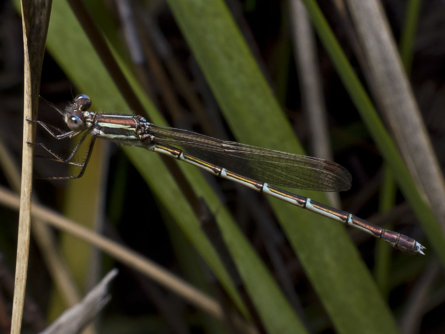 Austrolestes (Austrolestes)