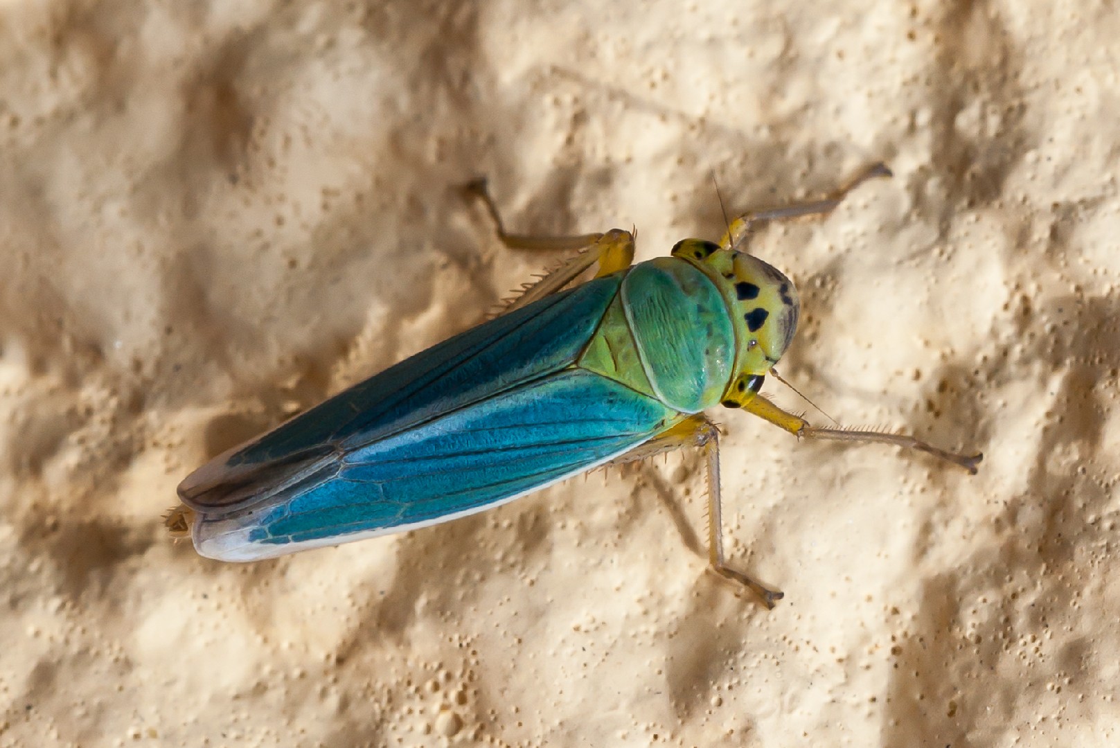 Cicadella (Cicadella)