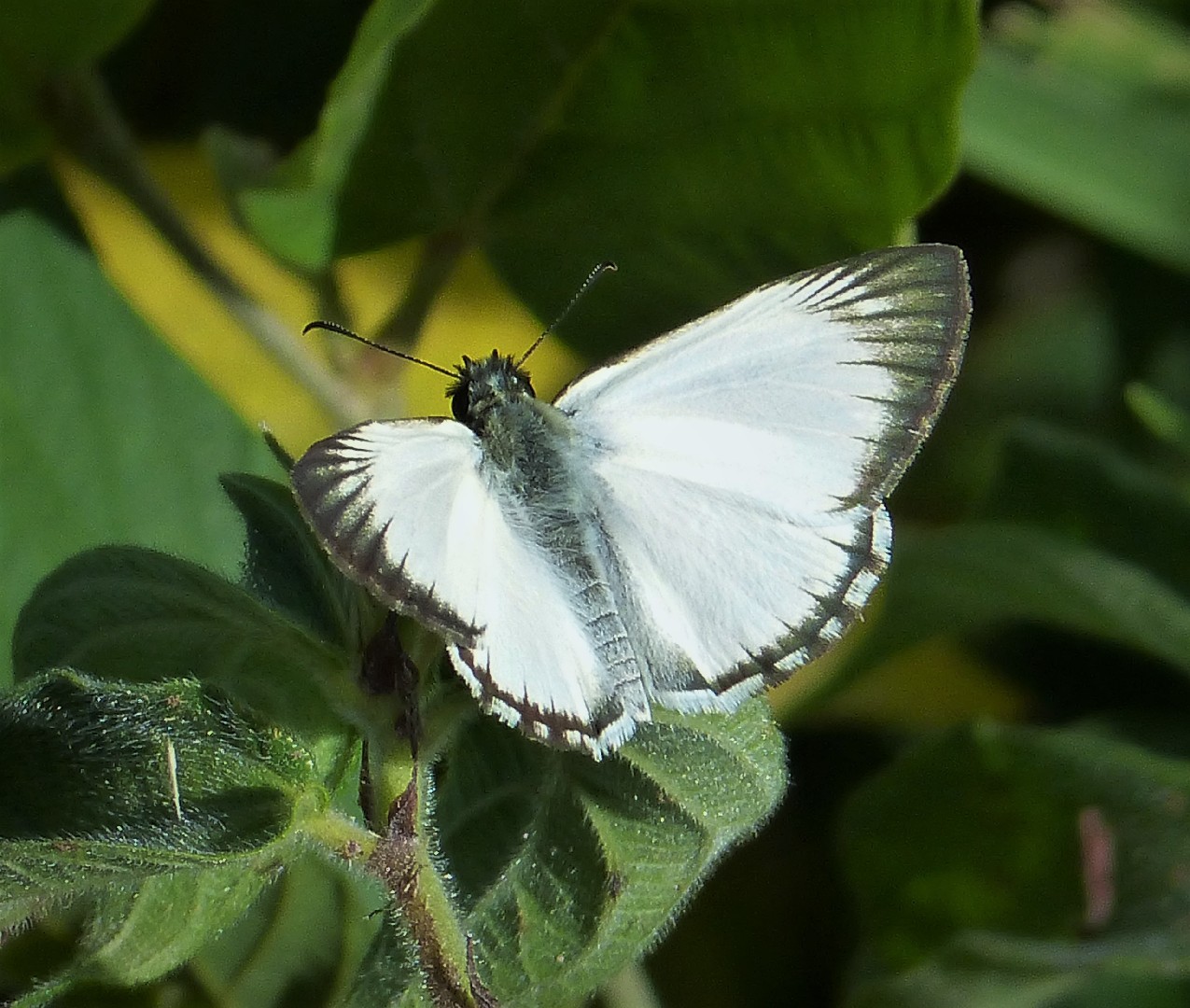 White-skippers (Heliopetes)