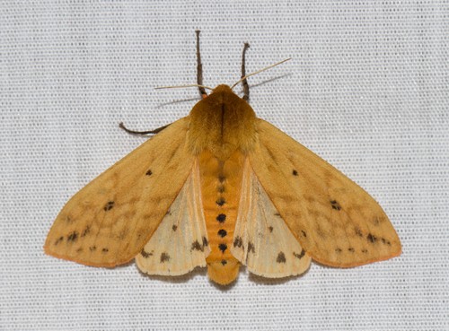 Isabella Tiger Moth