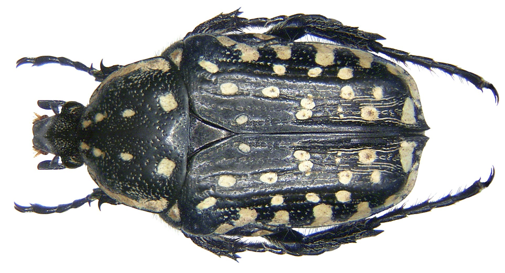 Oxythyrea pantherina