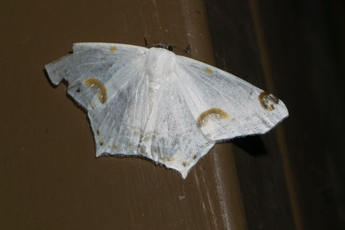 Sericoptera (Sericoptera)