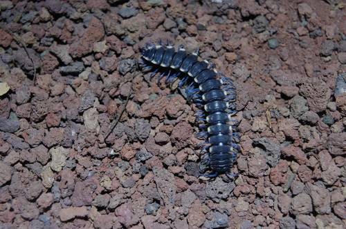 Mil pies azul (Pararhachistes)