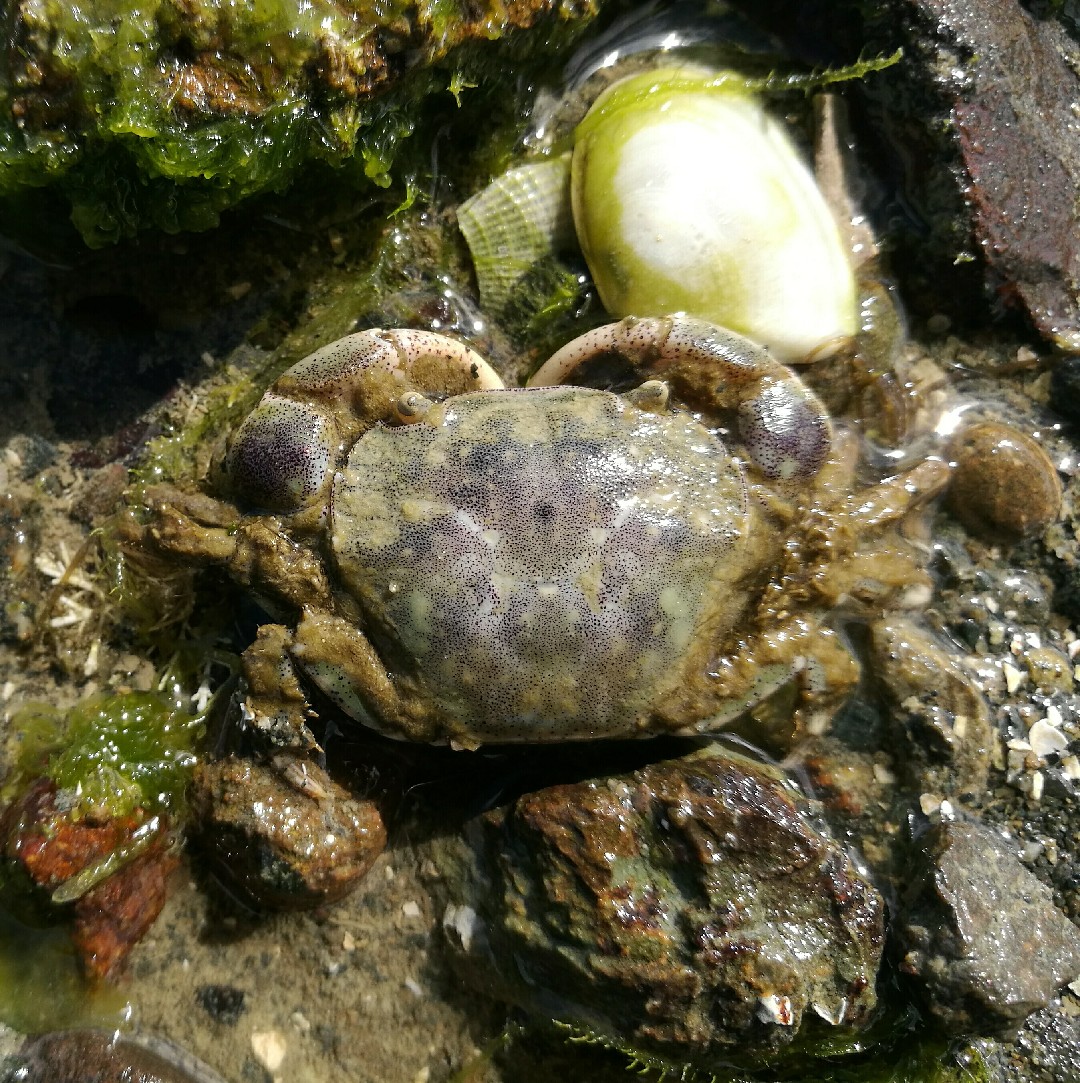 Hairy-handed crab