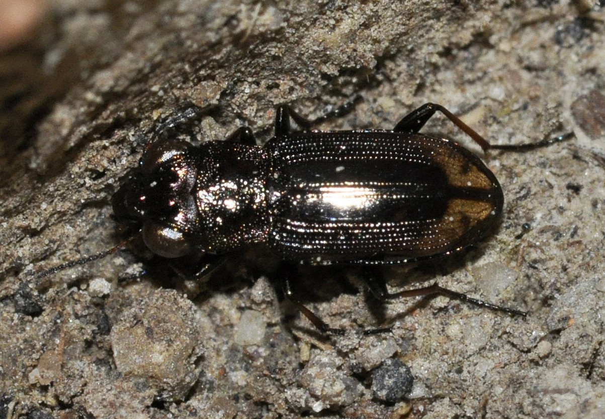 Notiophilus (Notiophilus)