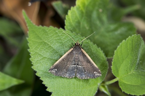 Adrapsa (Adrapsa)