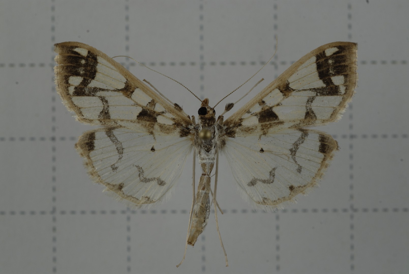 Polythlipta (Polythlipta)