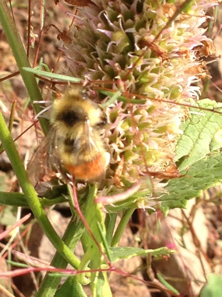 Central bumble bee