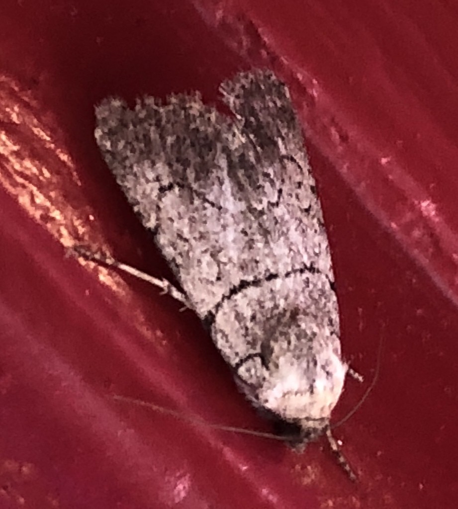 Sympistis (Sympistis)