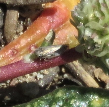 Ceratagallia (Ceratagallia)