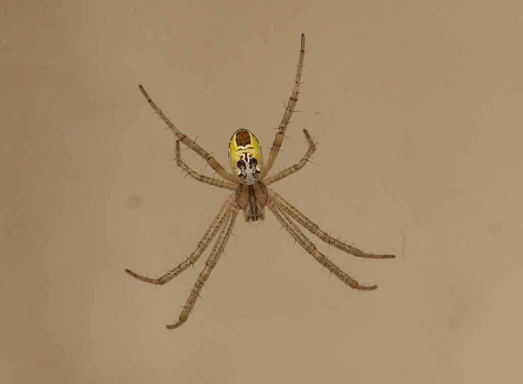 Tent-web spiders (Cyrtophora)