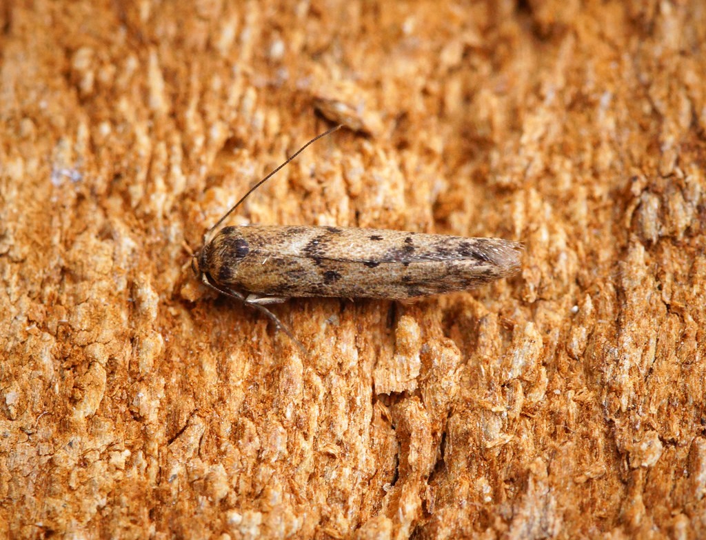 Donacaula (Donacaula)