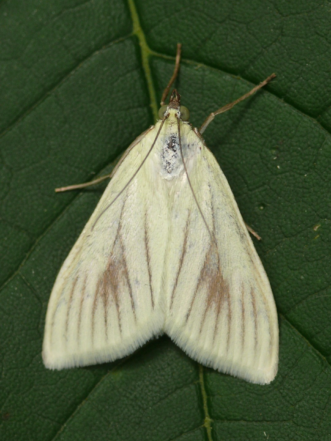 Sitochroa (Sitochroa)