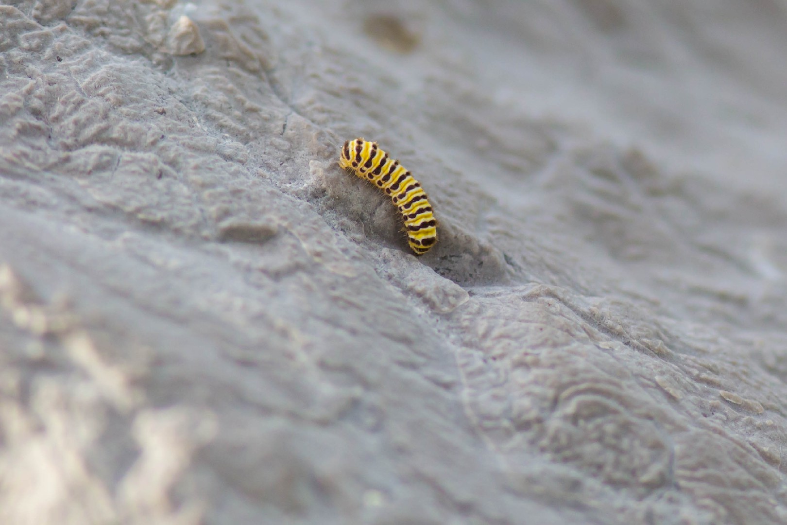 Skeletonizing Insects Grapeleaf skeletonizer How to identify it? - Picture Insect