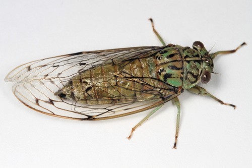 Neocicada (Neocicada)