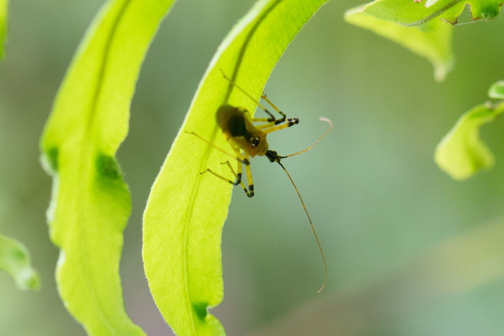 Cosmolestes (Cosmolestes)