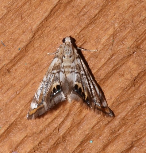 Eoparargyractis (Eoparargyractis)