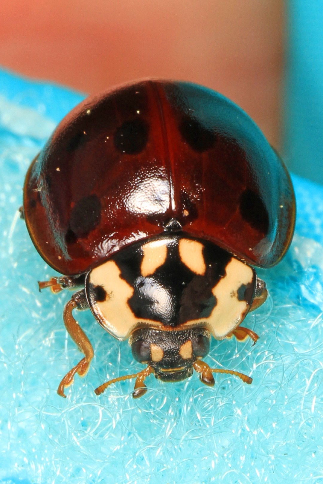 Giant lady beetles (Anatis)