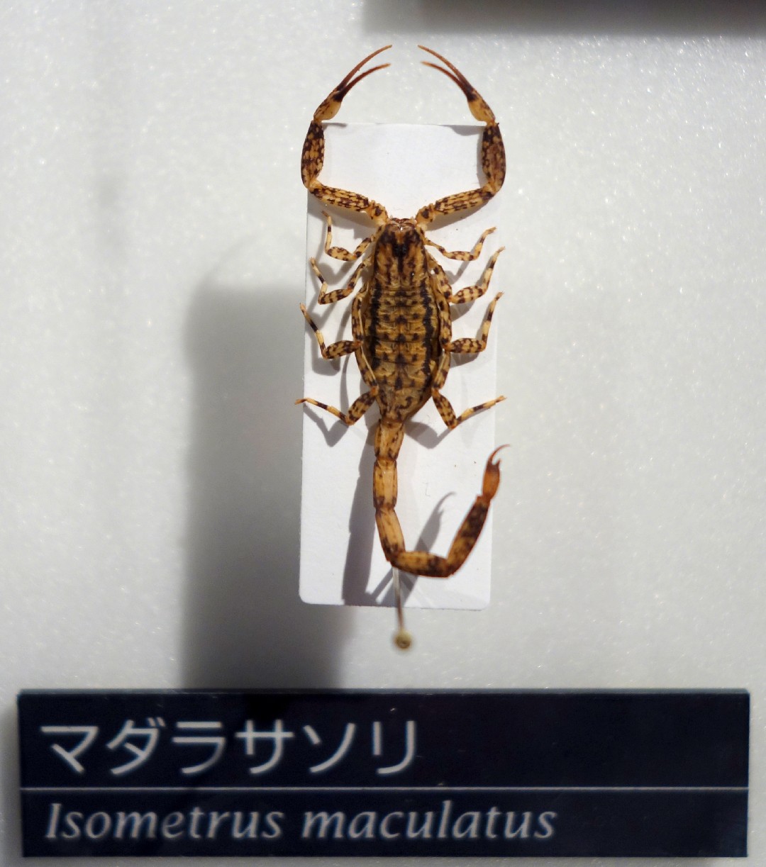 マダラサソリ属 (Isometrus)