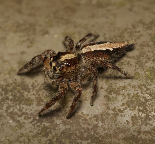 Pancorius crassipes (Pancorius crassipes) Picture Insect