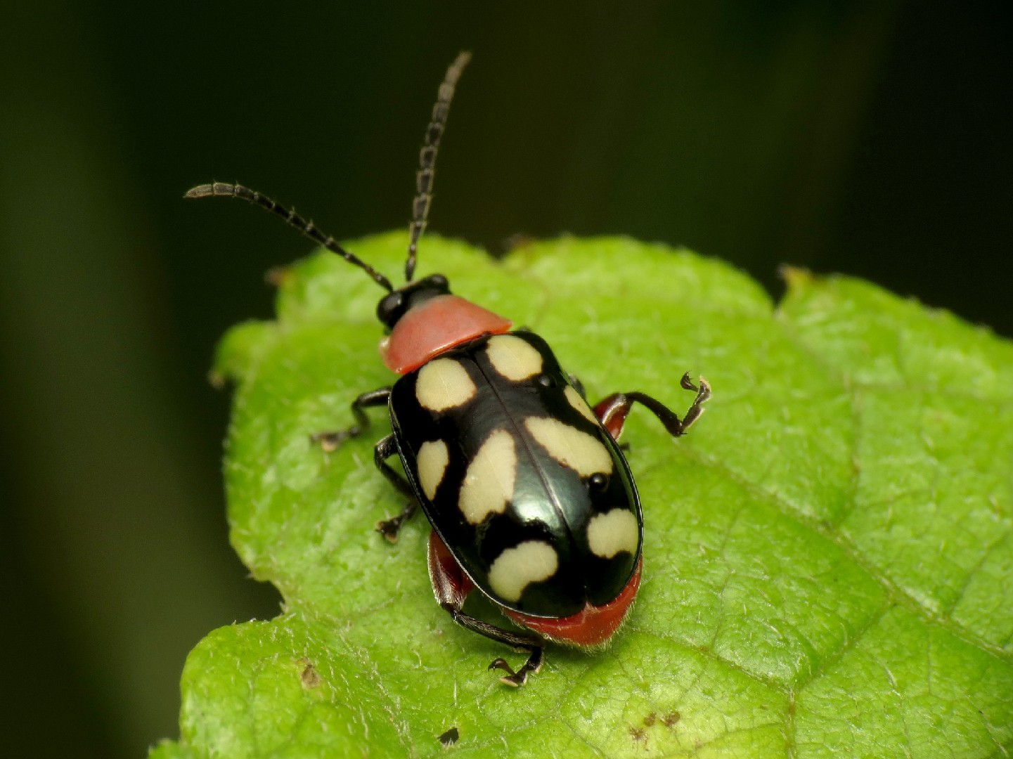 Escarabajos pulga (Omophoita)