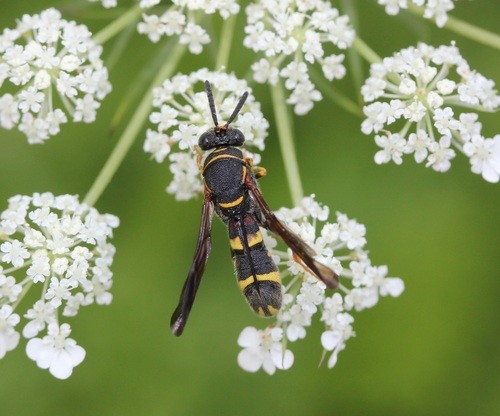 褶翅小蜂屬 (Leucospis)